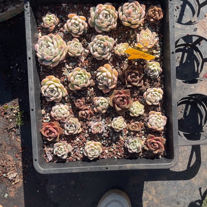 蒲***英1296多肉5000 0000。00000