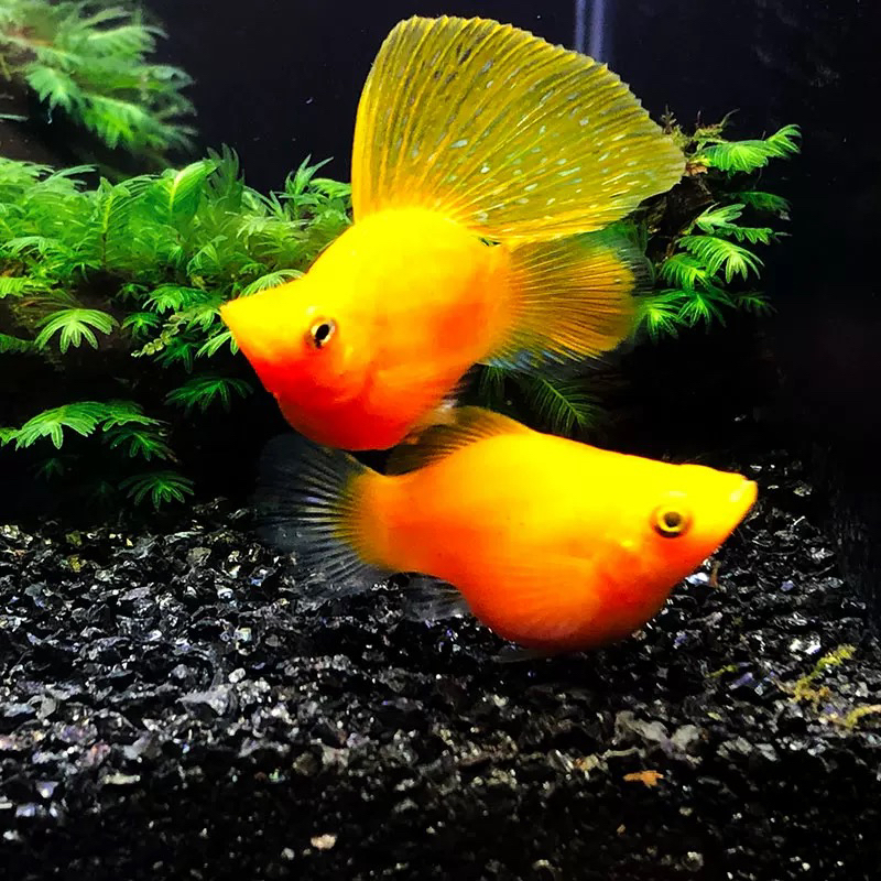 金玛丽球体热带观赏鱼适合水族鱼缸养殖