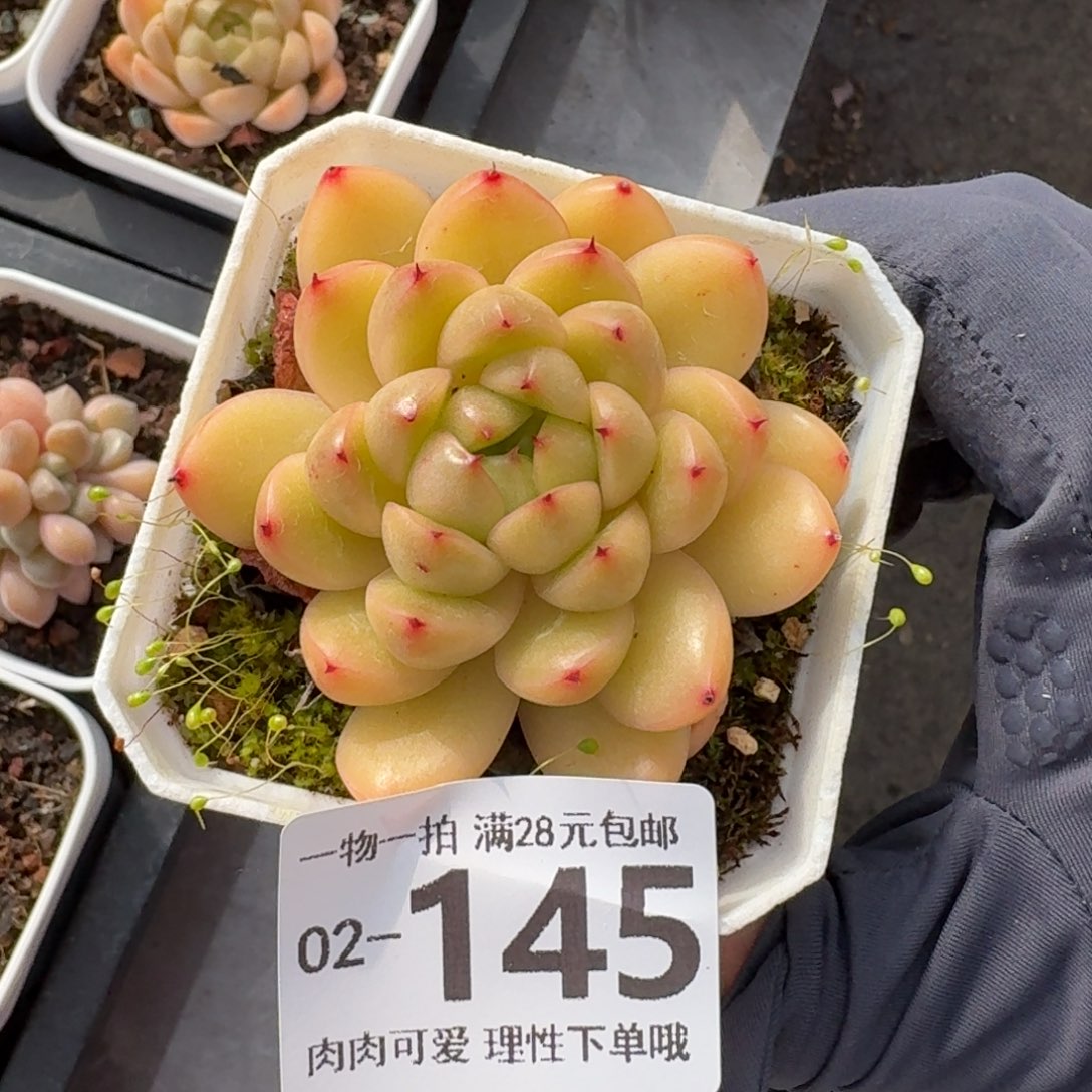莱拉无盆土发货无