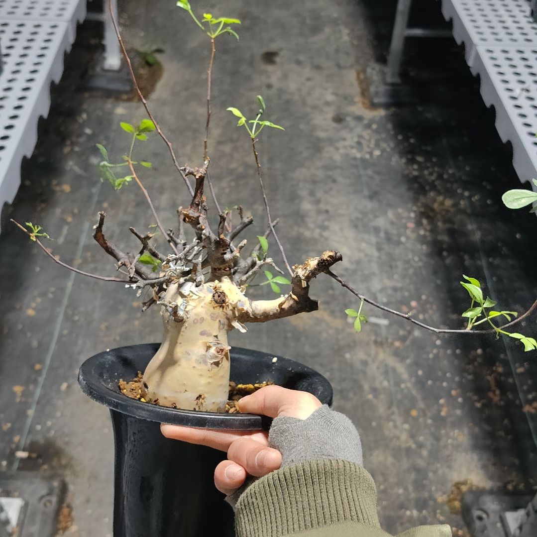 正白皮卡塔夫熟桩可寄养