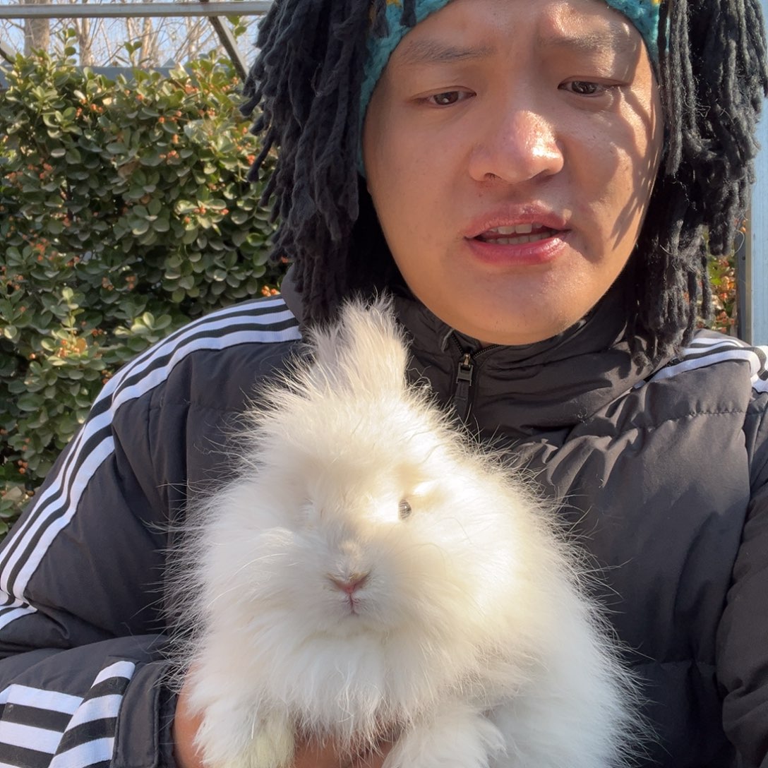 宠物兔英系安哥拉兔