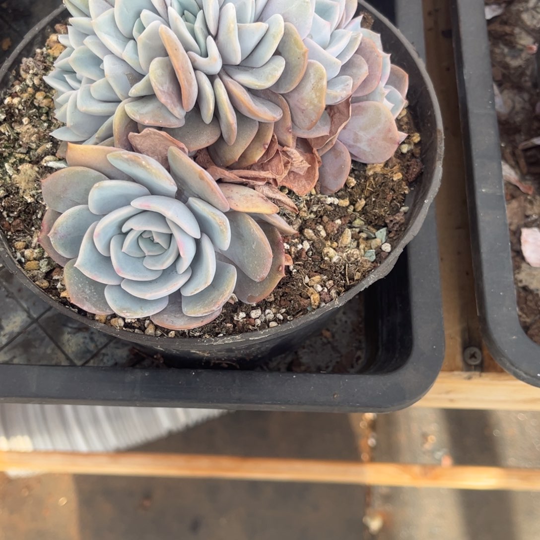 阳***烈阳光里咧的提拉米苏