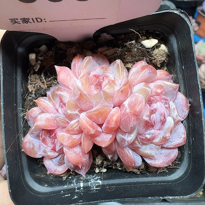 冰糖水晶4头多肉植物305