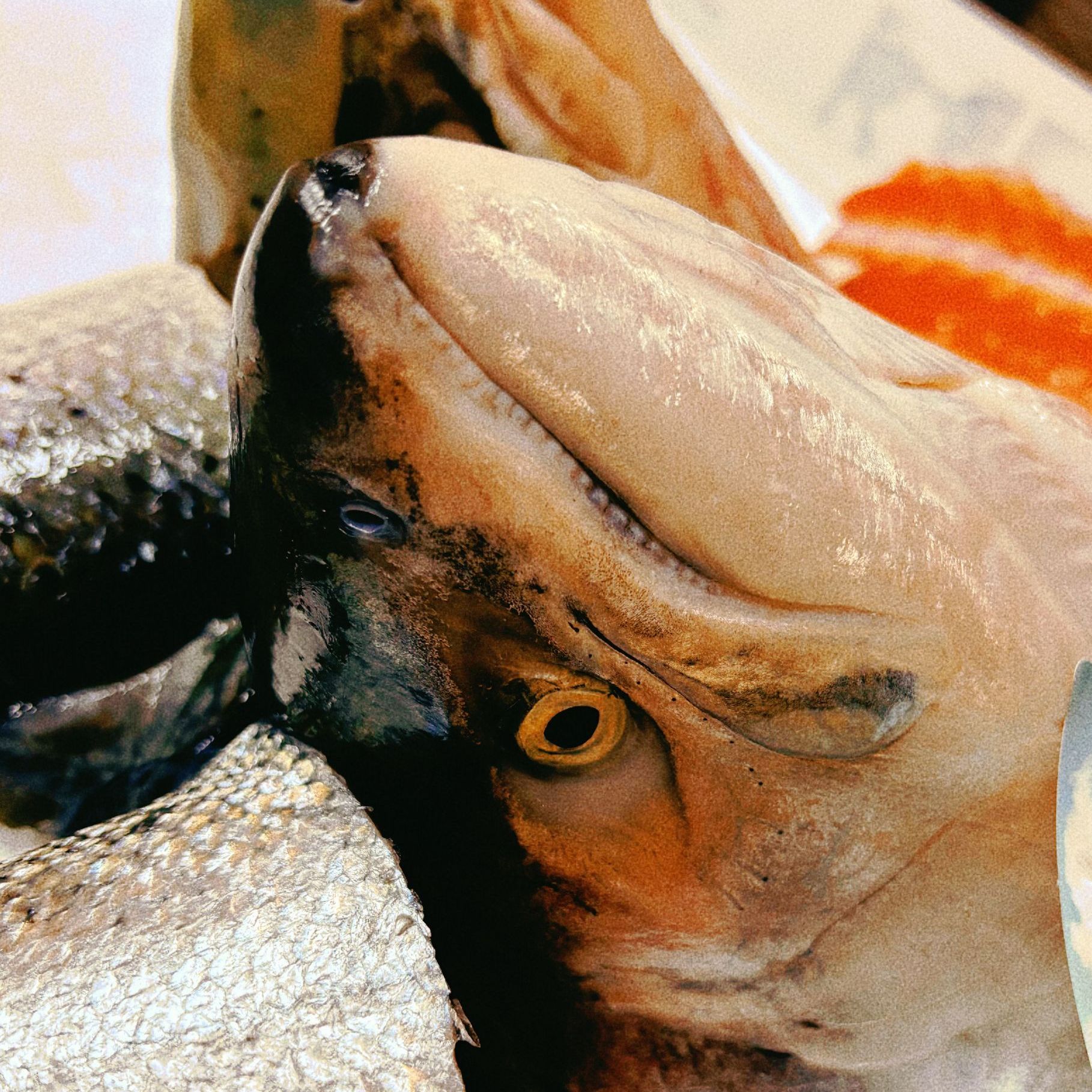 【 鱼头鱼尾】冰鲜 鲜切现卖