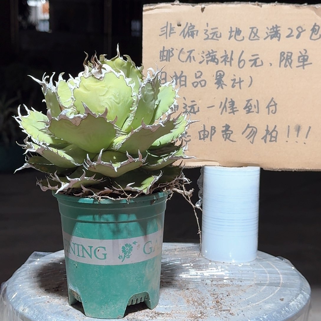完全开放蕾丝仁王冠龙舌兰