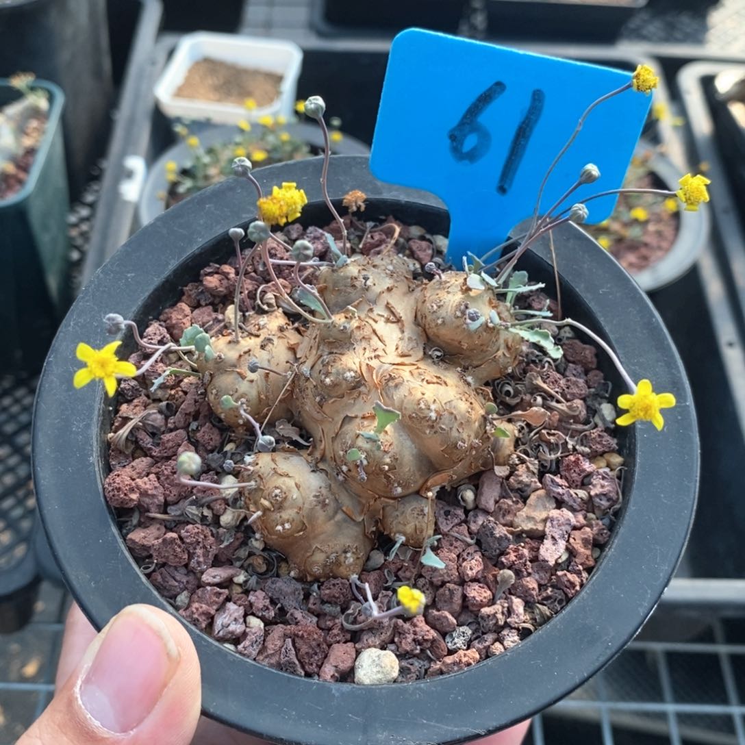 格加后墩菊多肉植物