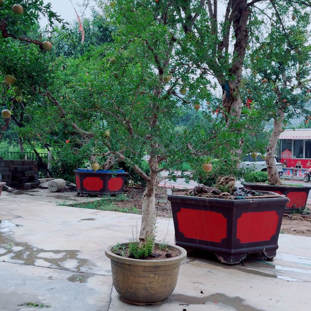 大红袍石榴一物一拍