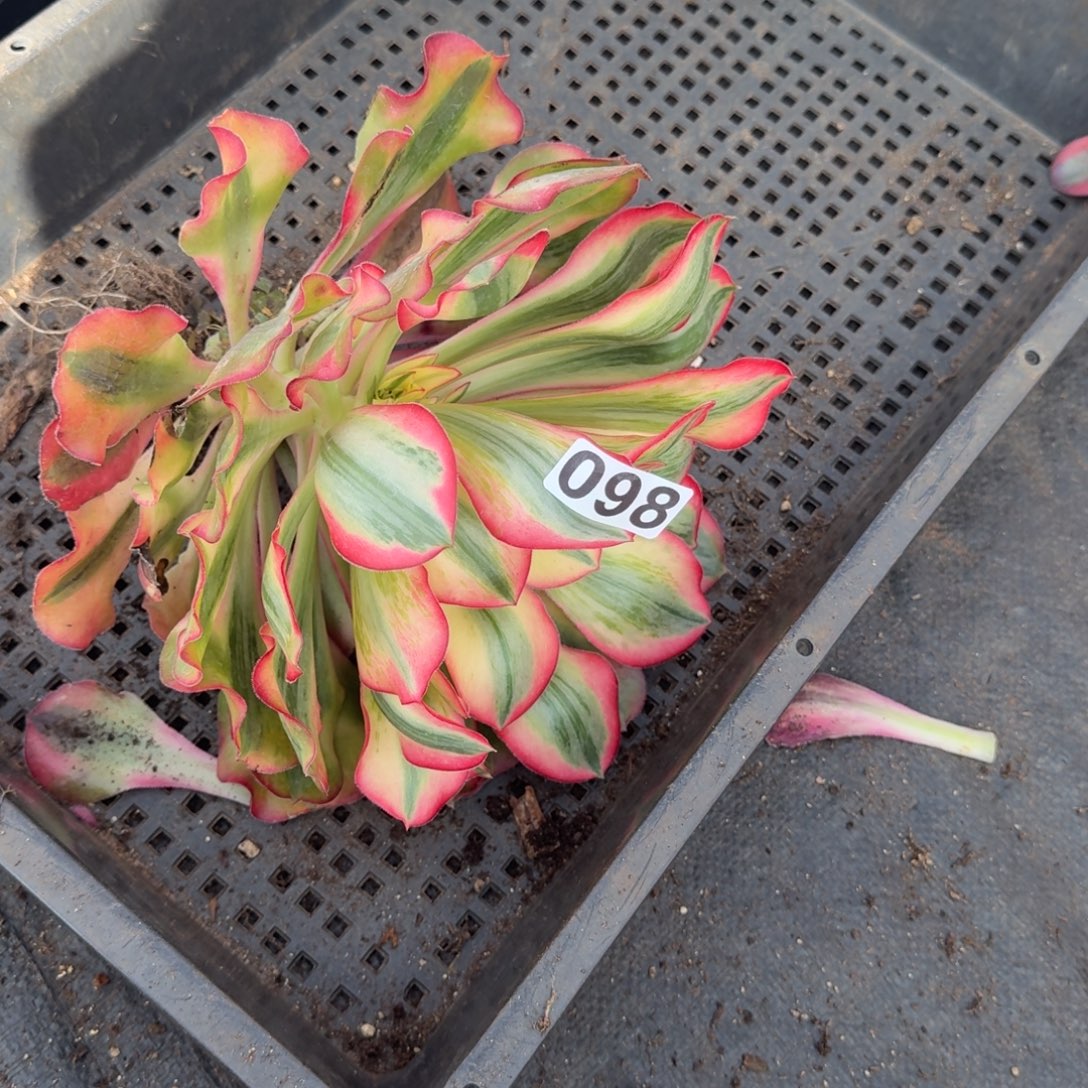 098多肉植物爱丽丝