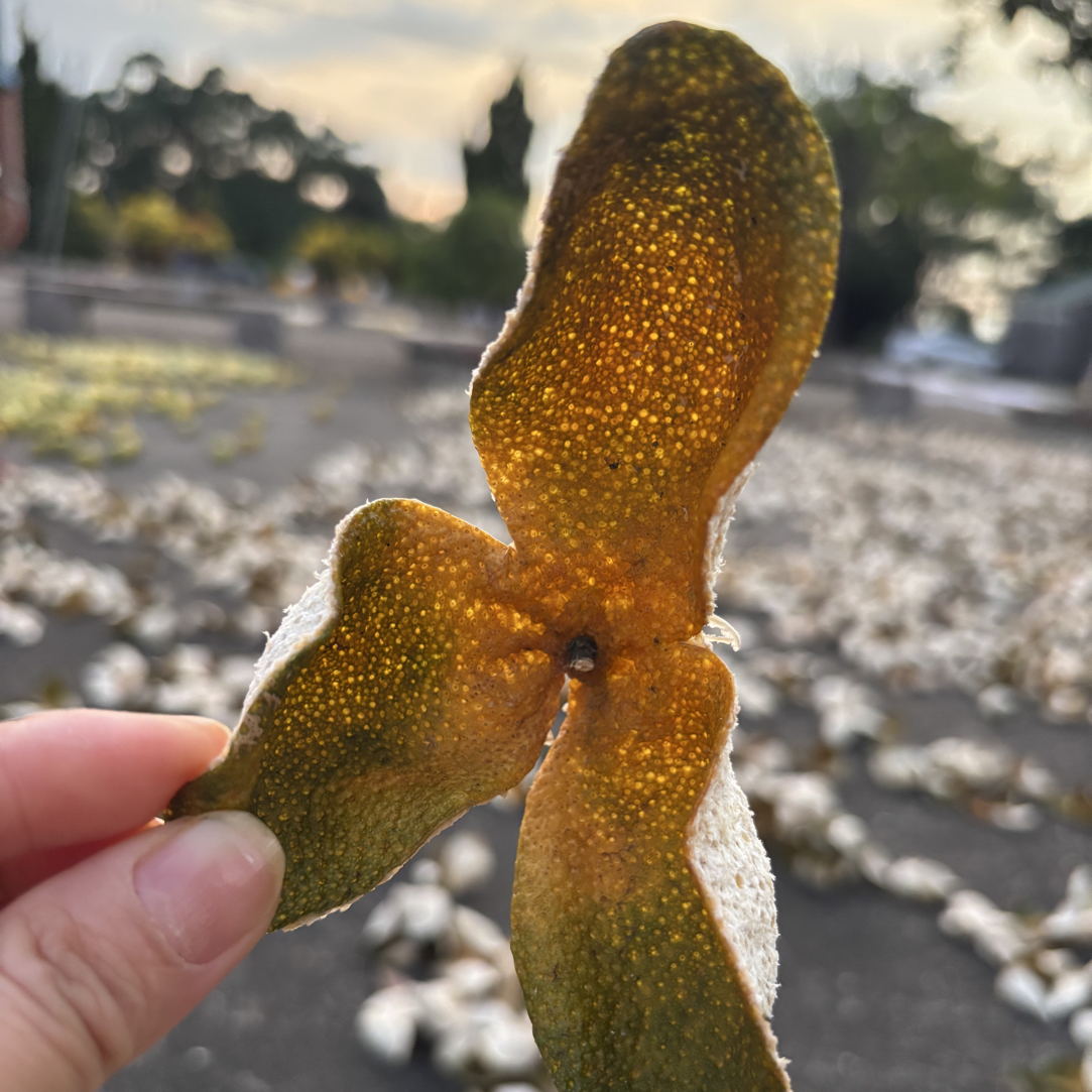 2025年新会七堡二红皮 新会陈皮 自产自销 柑香回甜 干仓存储生晒