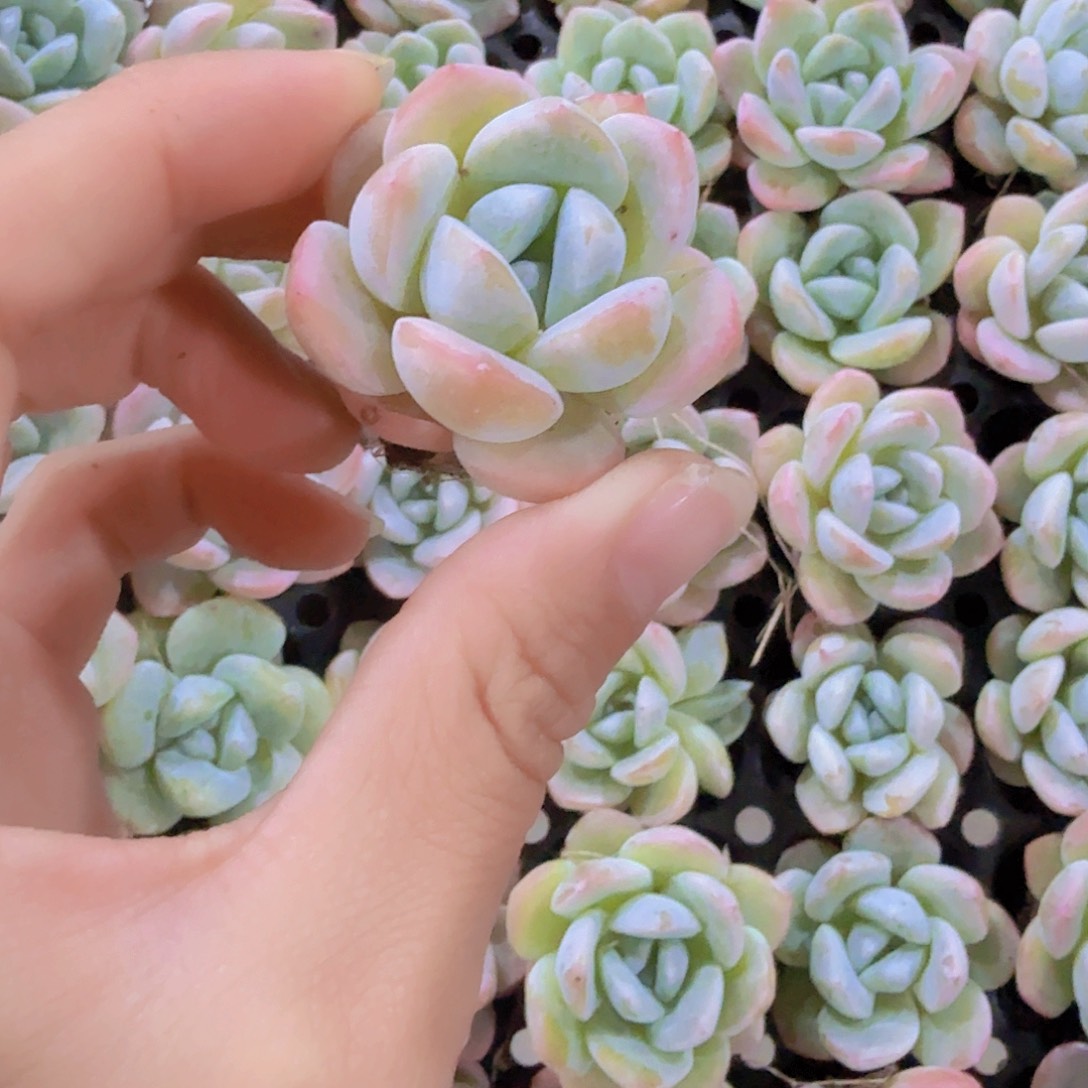 冰玉穴苗三颗一组