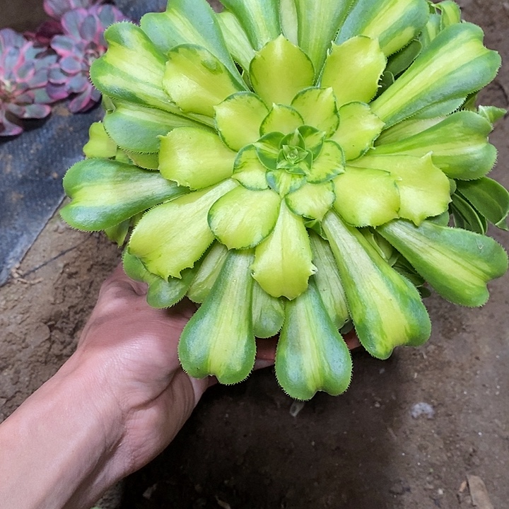 多肉植物保护研究所