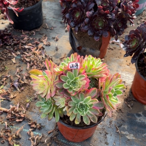 25-9海王朵朵有砍过处理不包售后多肉