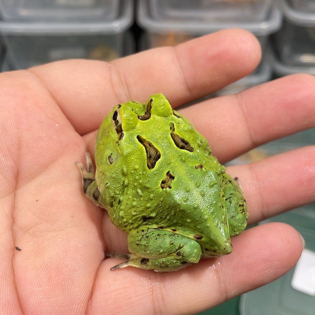 角蛙绿色秘鲁角蛙到货拍摄开箱视频包邮包活
