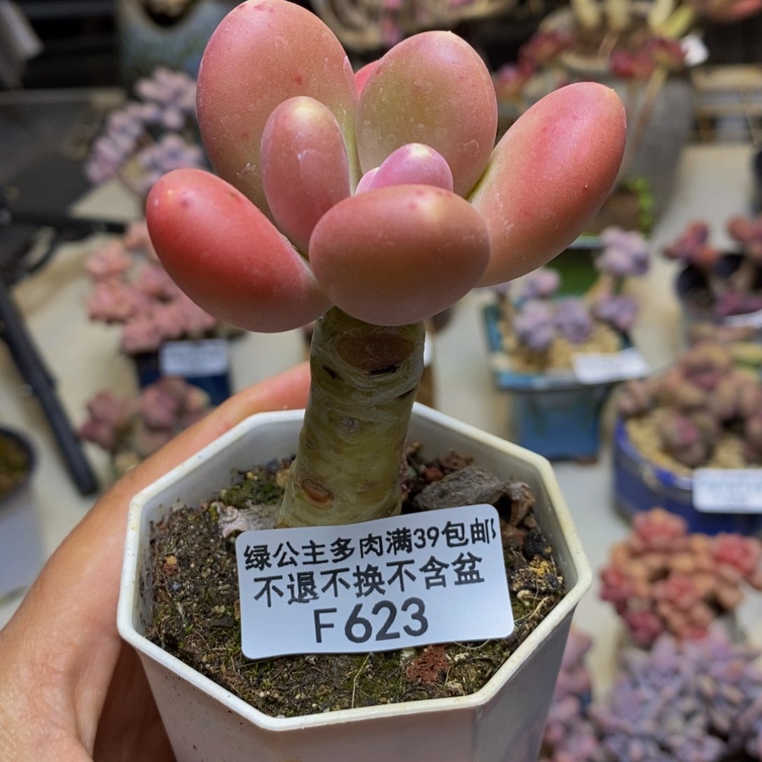 623金蟾多肉肉5cm