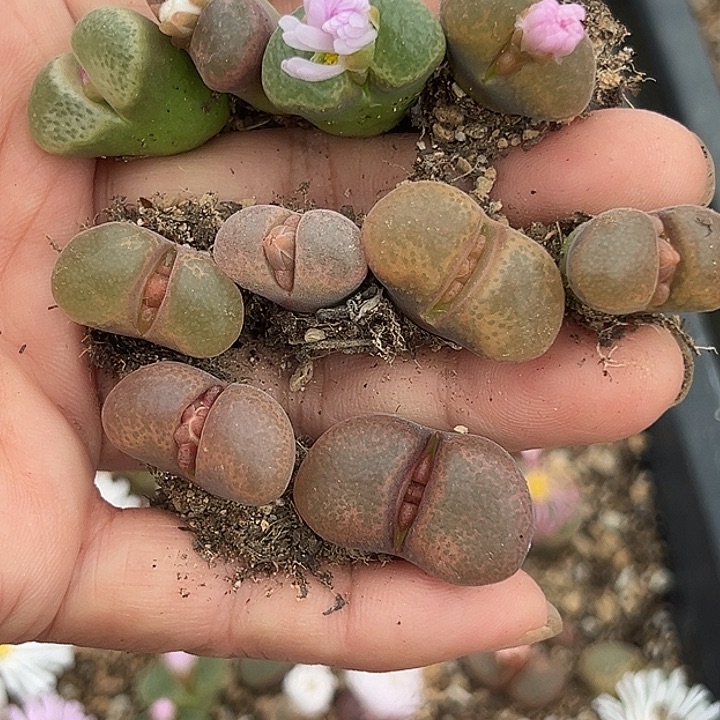 开***天无花朵318号风铃10个