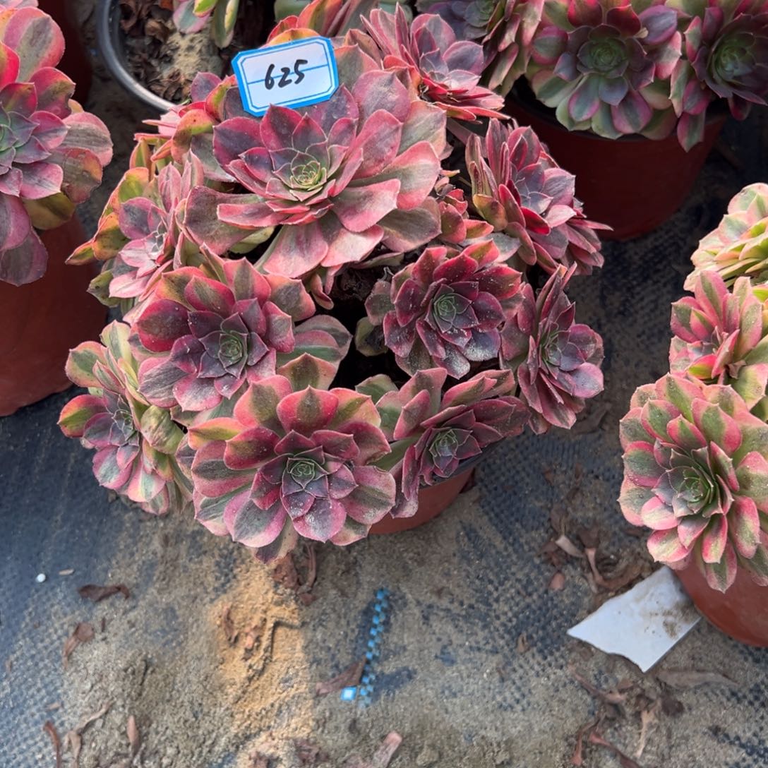 625雨荷多肉植物法师