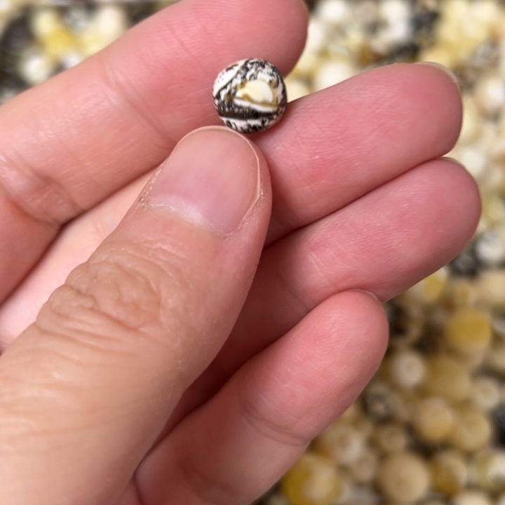 蜜蜡未镶嵌裸石8.5mm一个