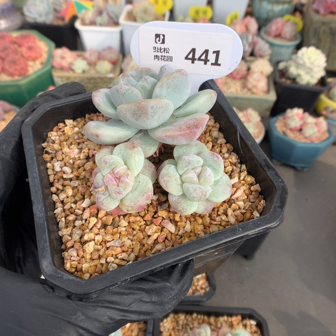 H***n441 冰玉石化多肉多肉
