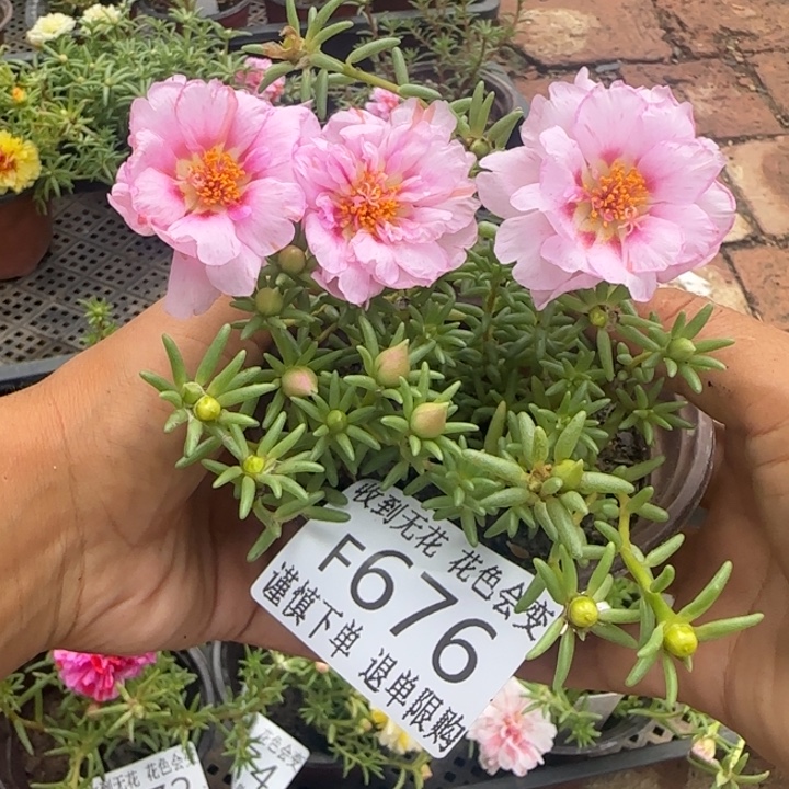 无花朵F676超小苗盆口10cm