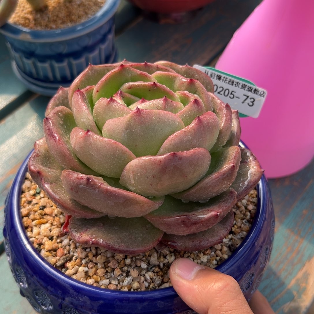 多肉一物一拍0205-73