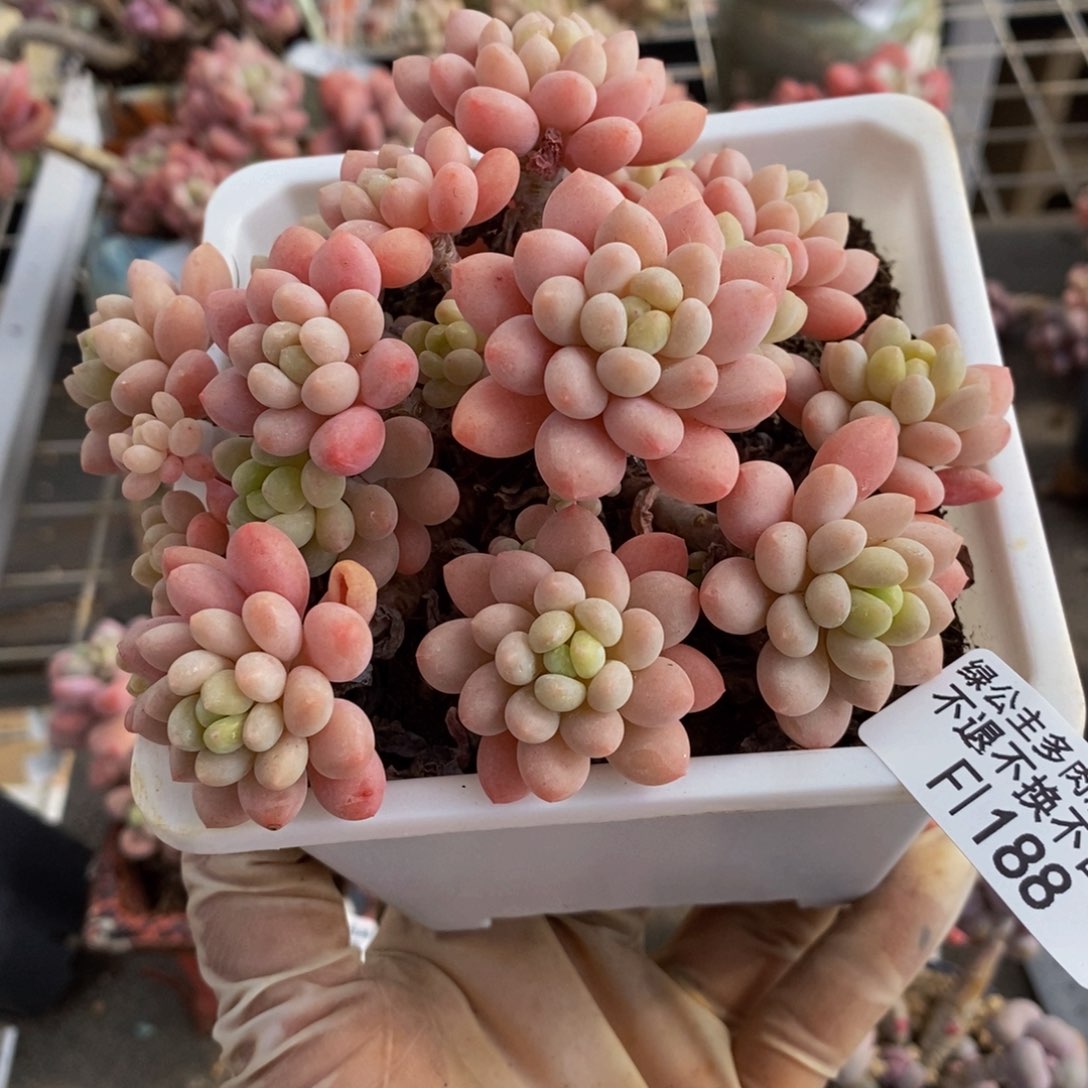 鱼子酱188/10cm多肉