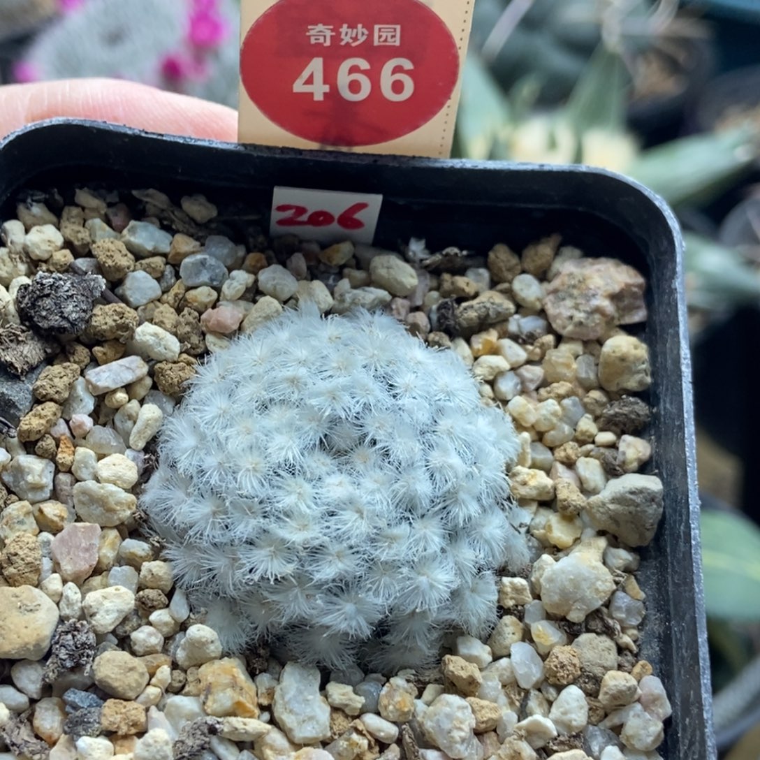 自根降落伞白星3.5cm