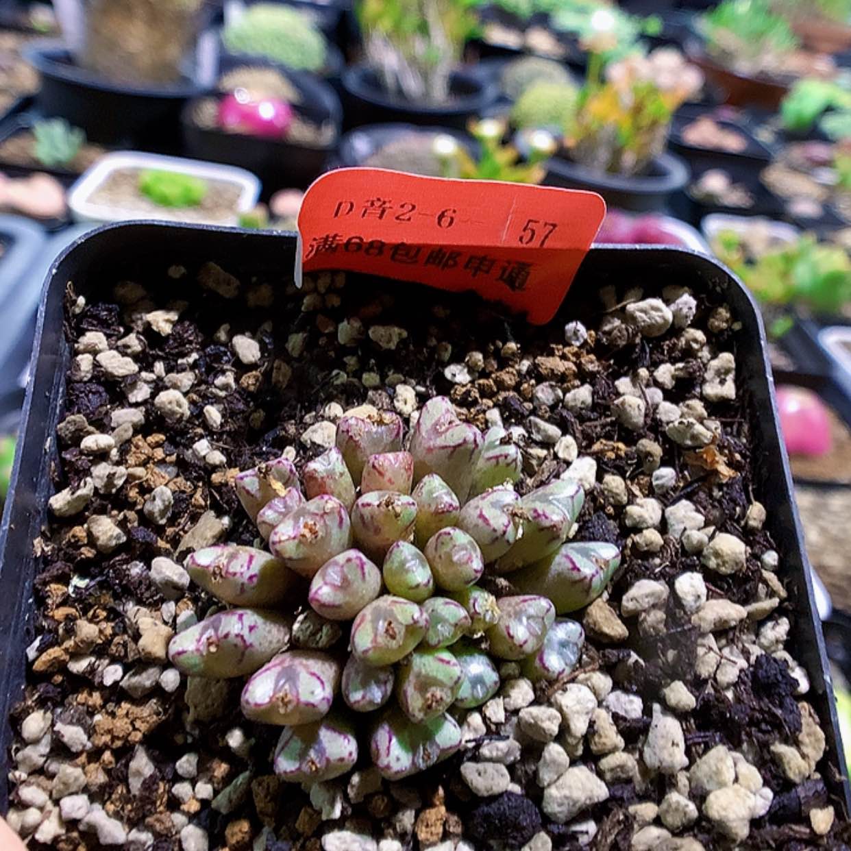 【闪购商品】2-6-57 小m多肉一群 30