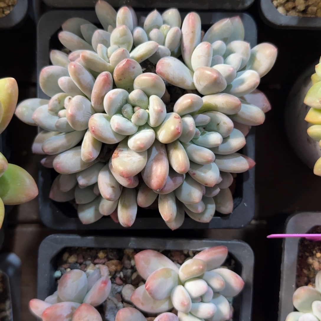 香水1111111111111111112