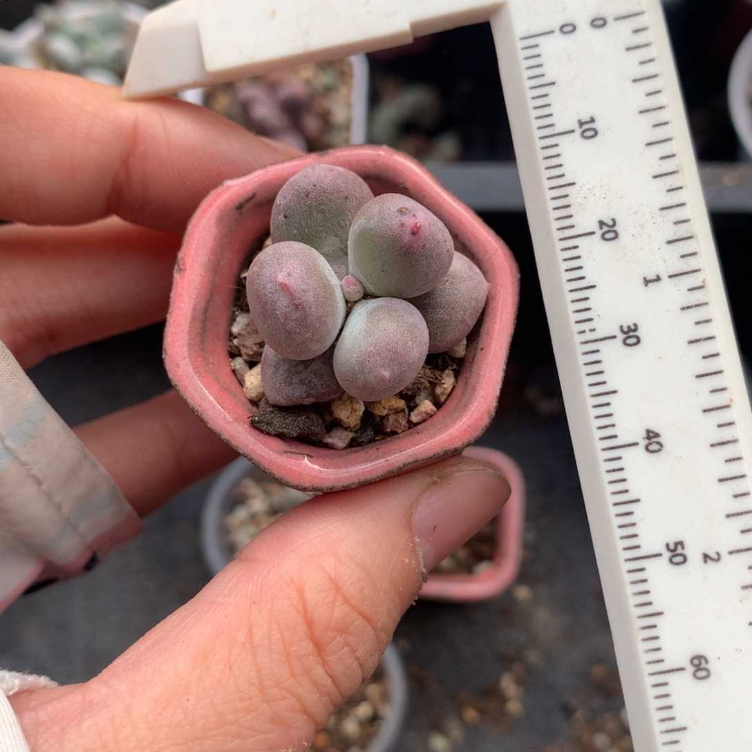 锦纹米可奶酪多肉