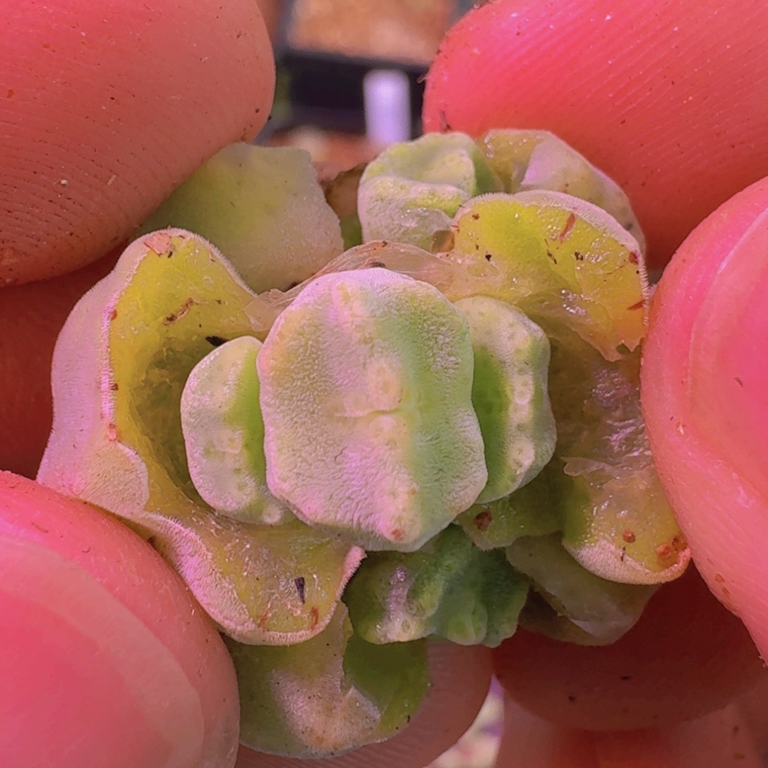 云缦新年特惠4.55 五头鬼脸嘟嘴绿豆糕 多肉