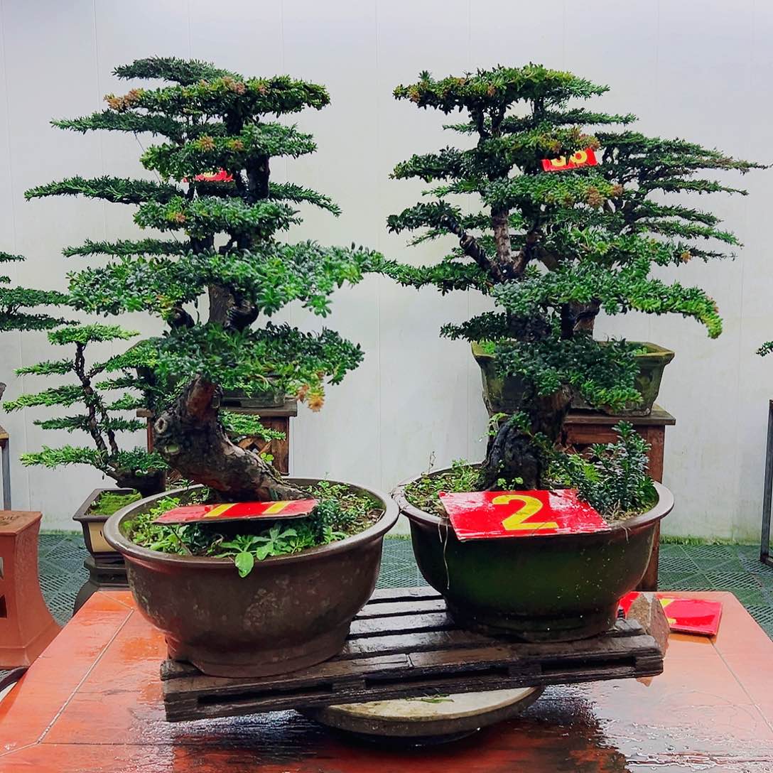 不开花植物罗汉松