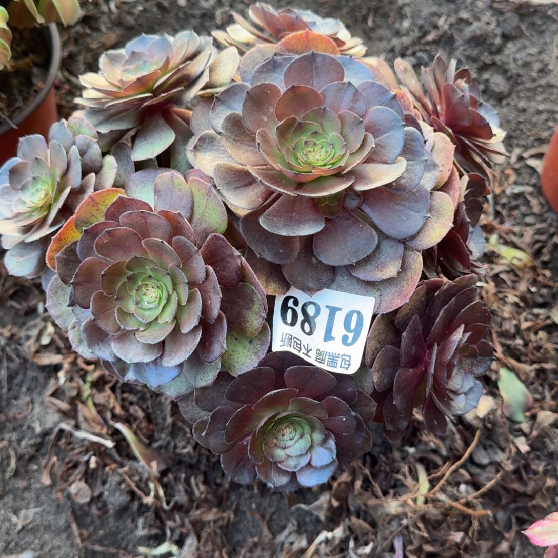 法师炽焰莲6189 19-18