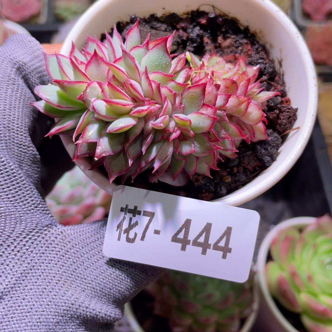 花利美7-444月光女神缀化