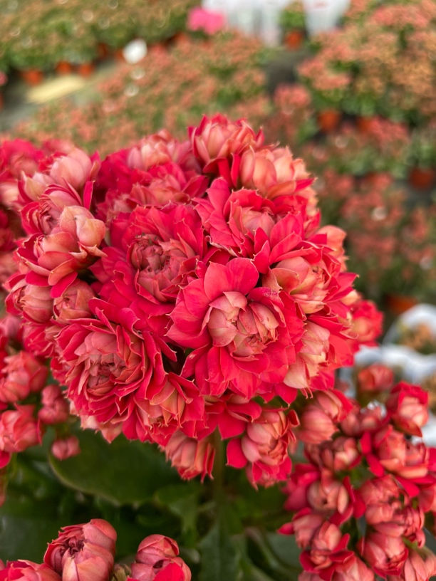 琥珀糖果：重瓣大花 花量大 好复花 适合养老桩 阳台花卉 室内盆栽