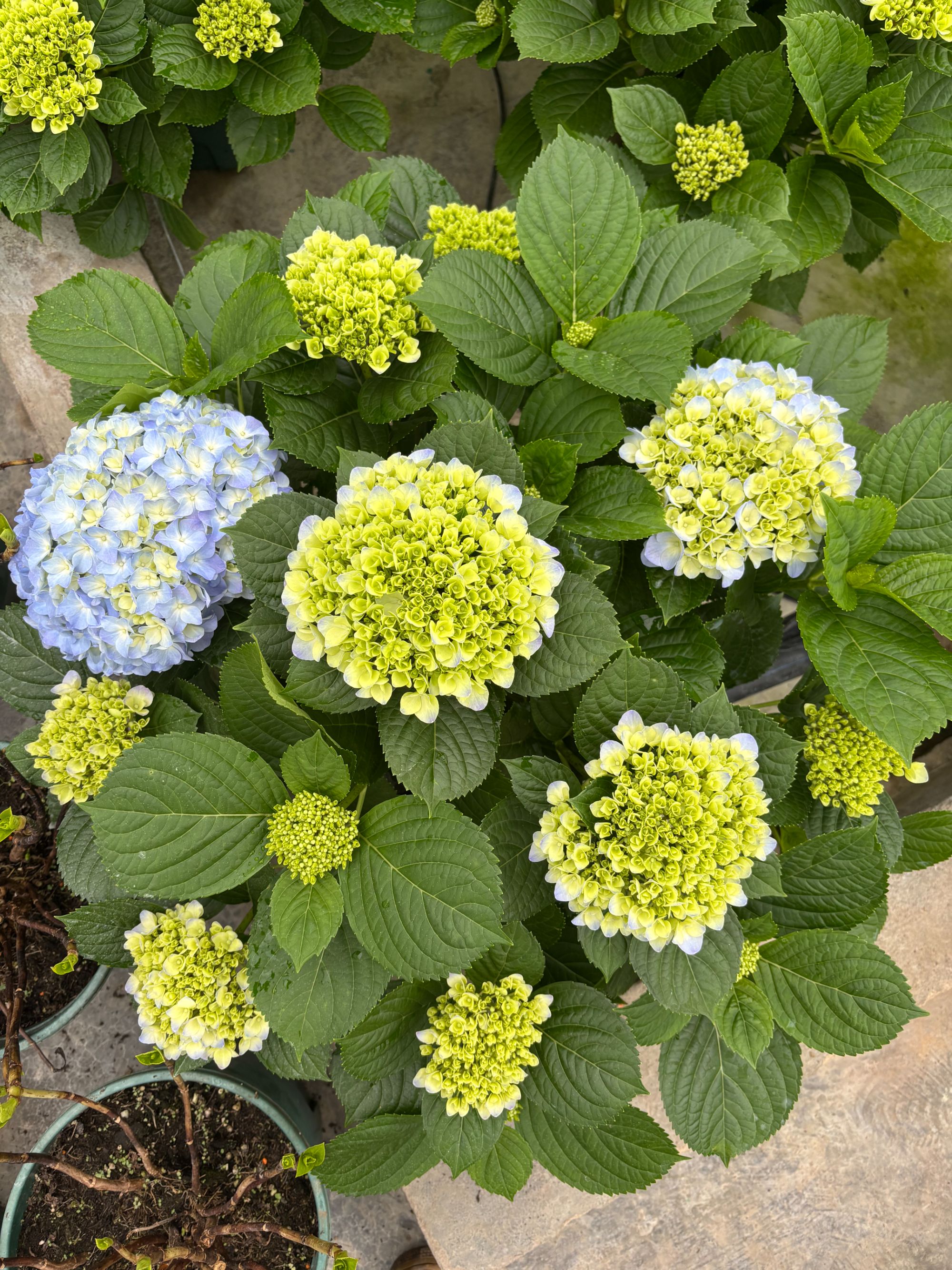 【姹紫嫣红】绣球绣球花基地直发花卉盆栽新老枝条开花颜色丰富绿植