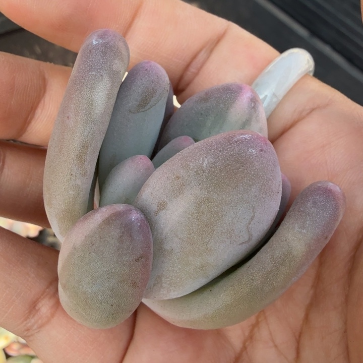 拉丝锦奶酪锦主头