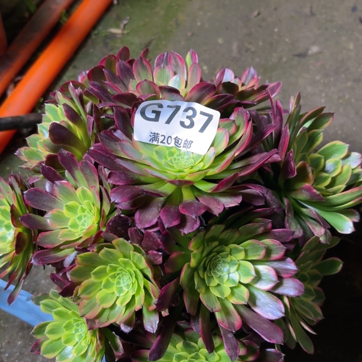 瑞妈多肉1.30.737