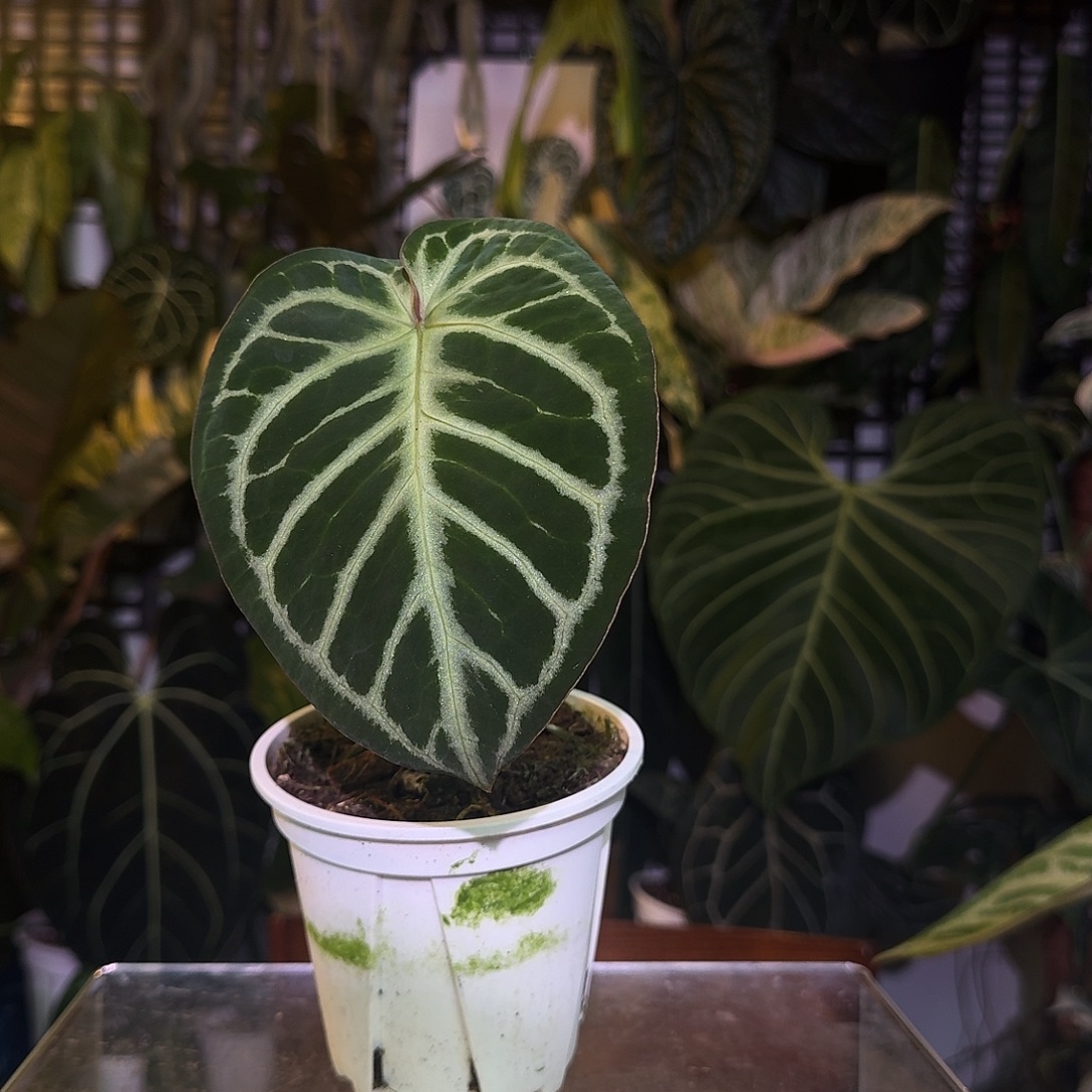 完全开放Q162极致撕裂纹杂泡泡