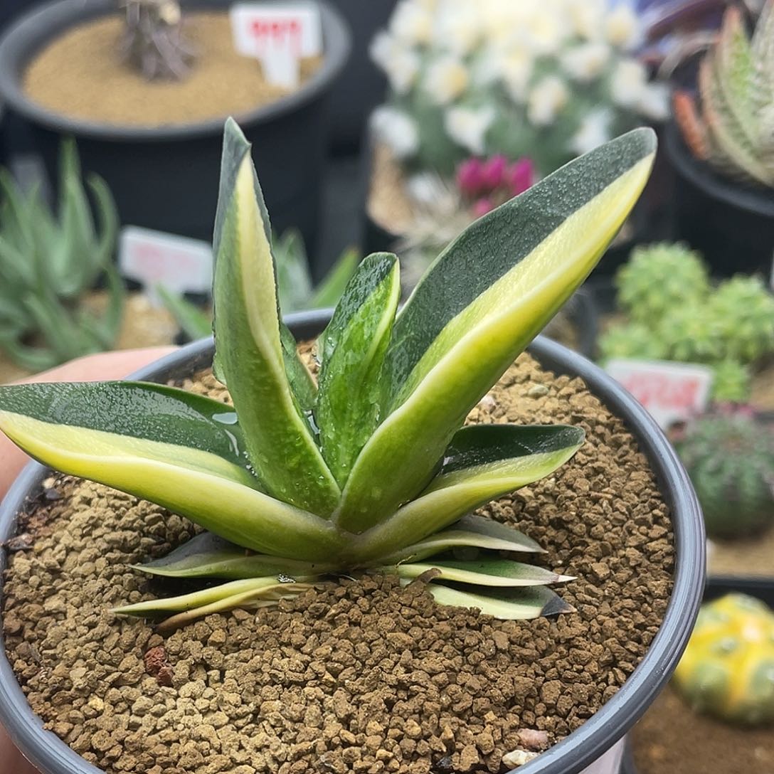 实生阴阳锦卧牛 致远多肉