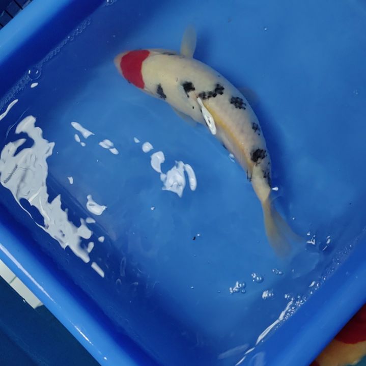 锦鲤26  公分不包邮      ,    