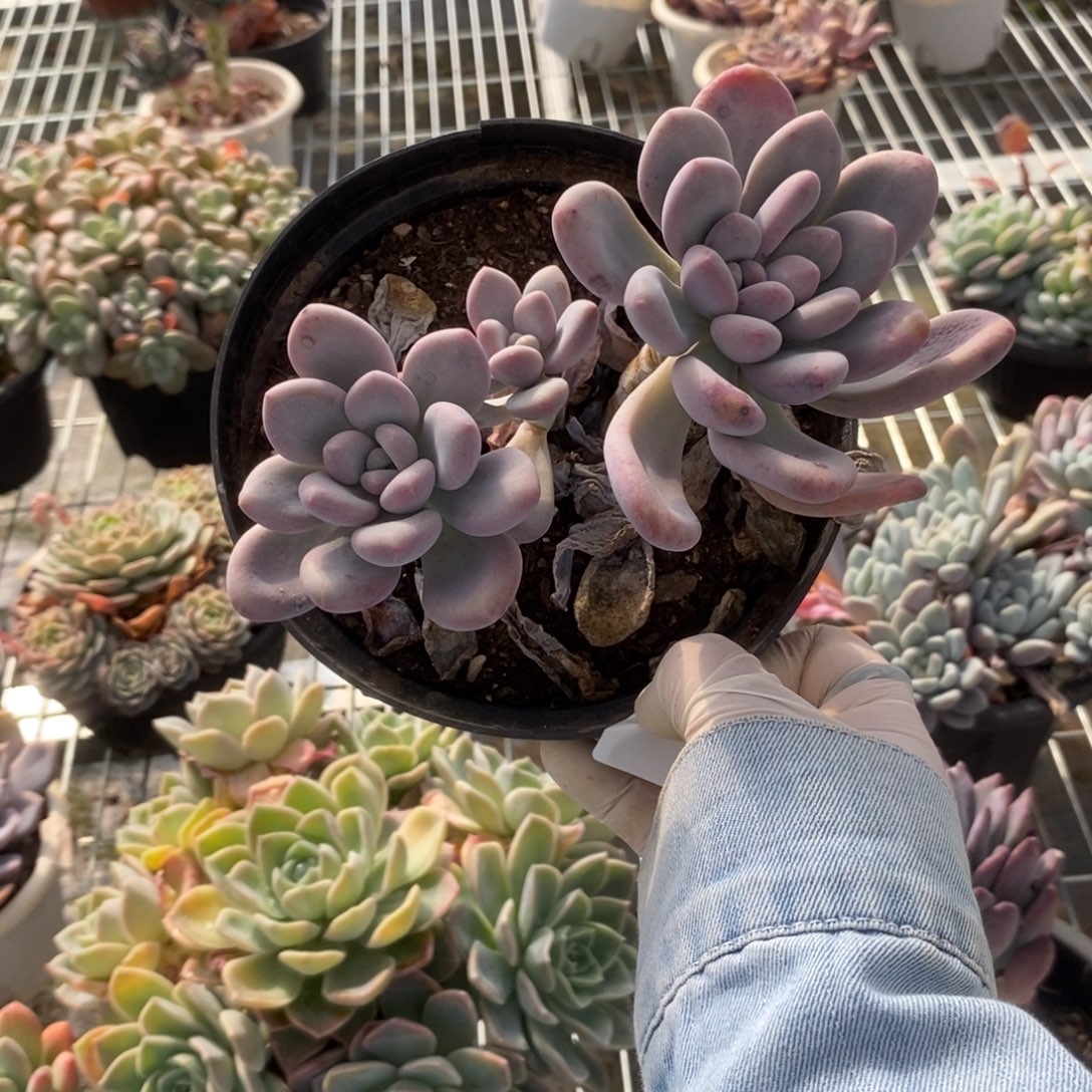 姜***️4294奥普琳娜一物一拍