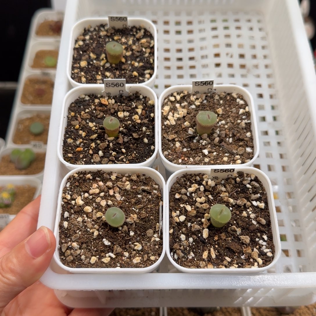 ᥫ****肉锥多肉植物组合-安格731有疤