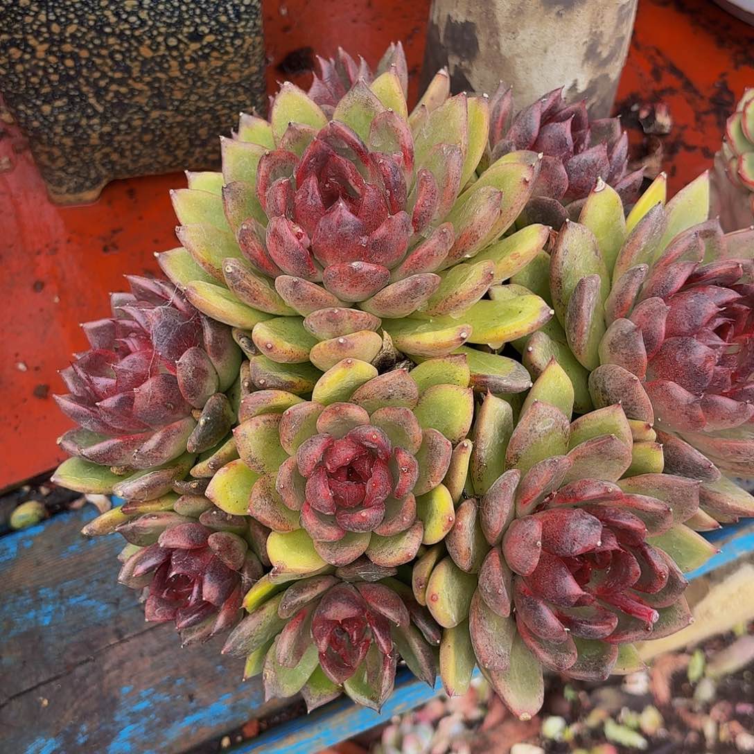 微***行老桩精品肉肉紫水晶