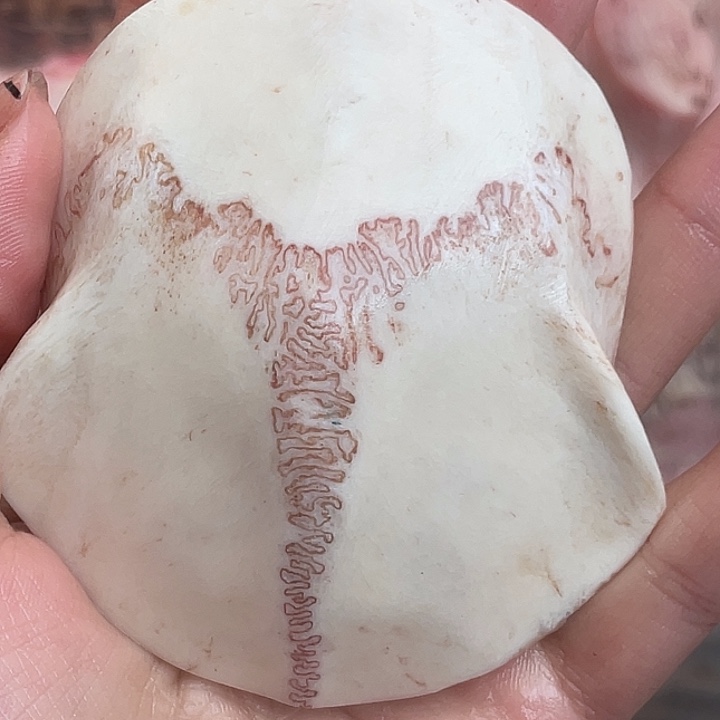 养殖鹿骨三界牌子