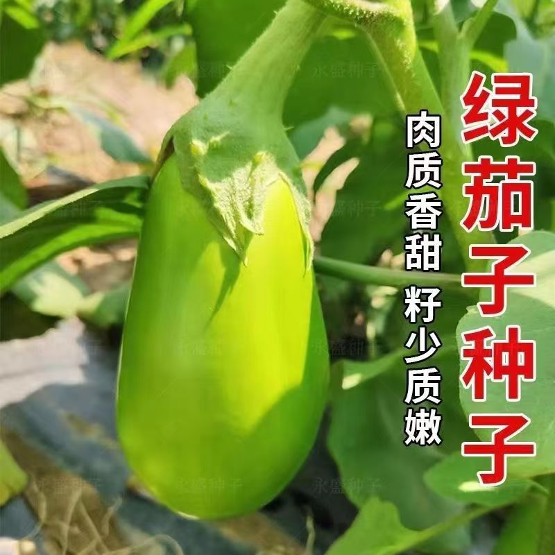 早美绿茄种子产量高