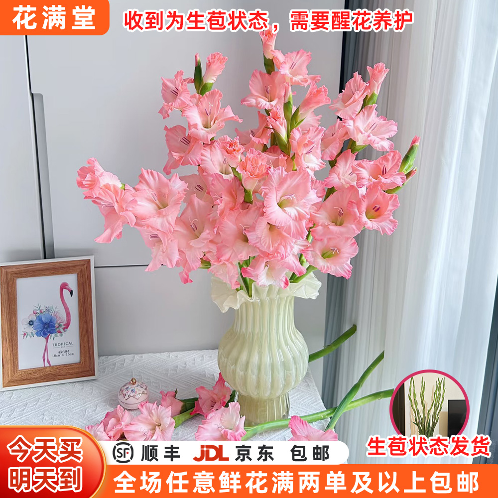 【次日达·粉色剑兰】粉色剑兰5枝·家居花·鲜切花全场两单顺丰包邮·基地直发·批发·生活鲜花DIY·剑兰次日达