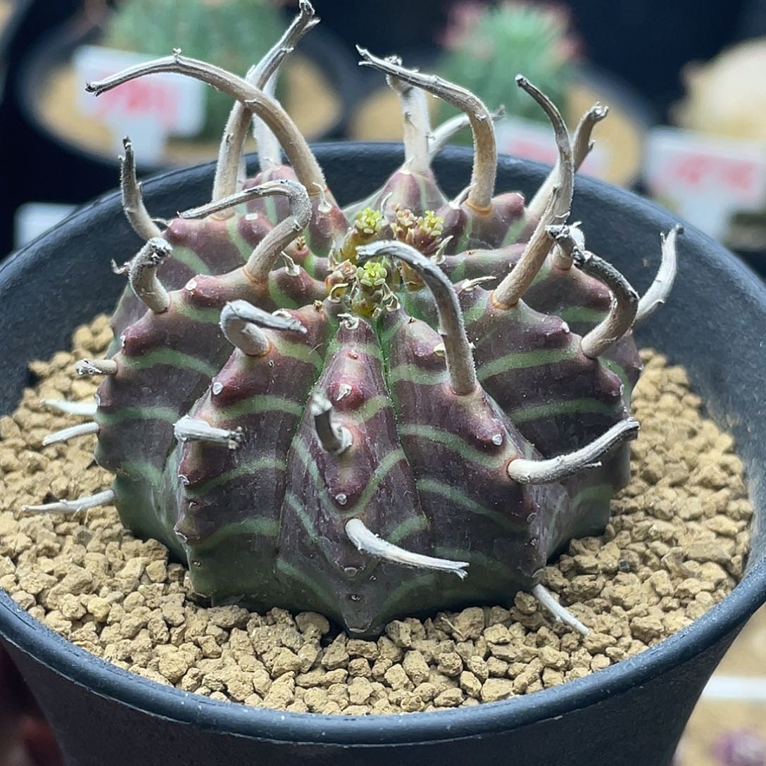 实生狂刺坤坤法丽达 致远多肉
