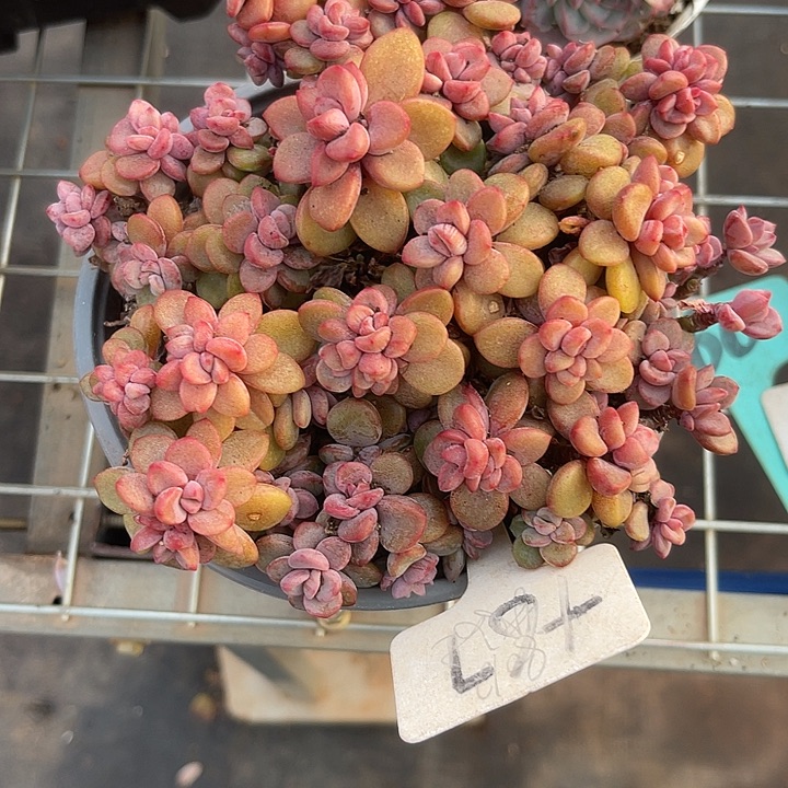 两单包邮，一物一拍67紫星