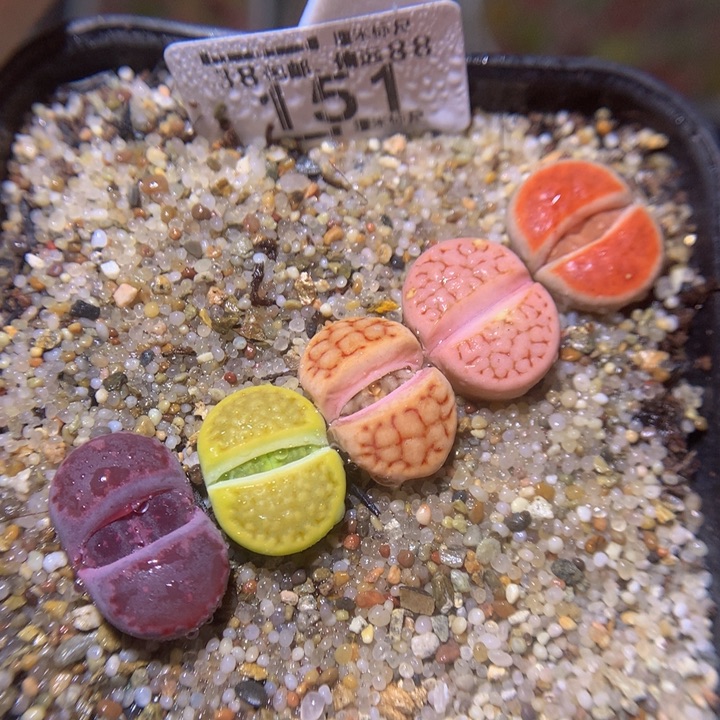 Sss精品生石花151