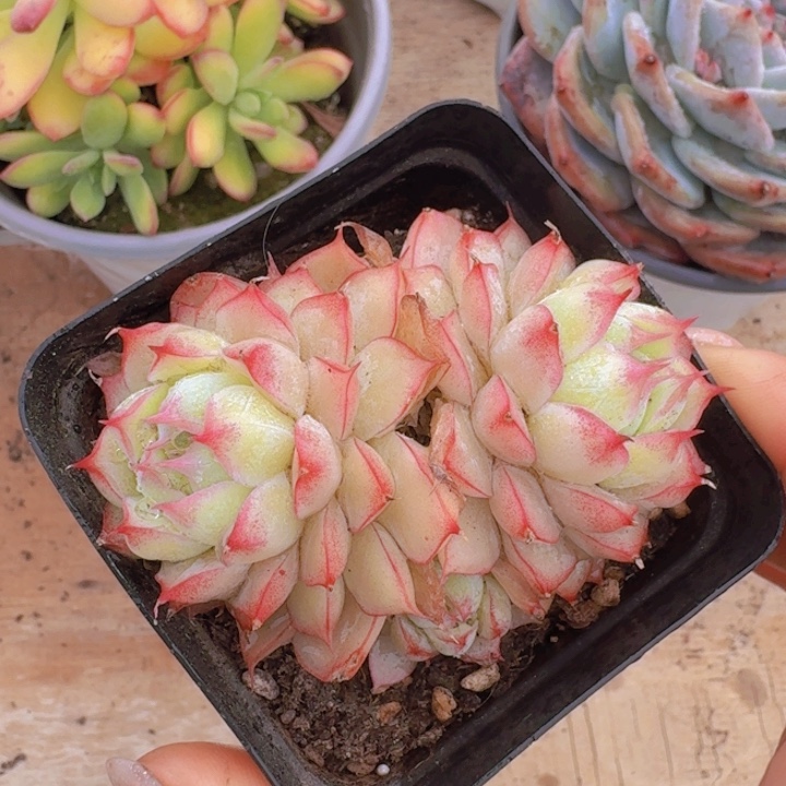 边线女王一物一拍